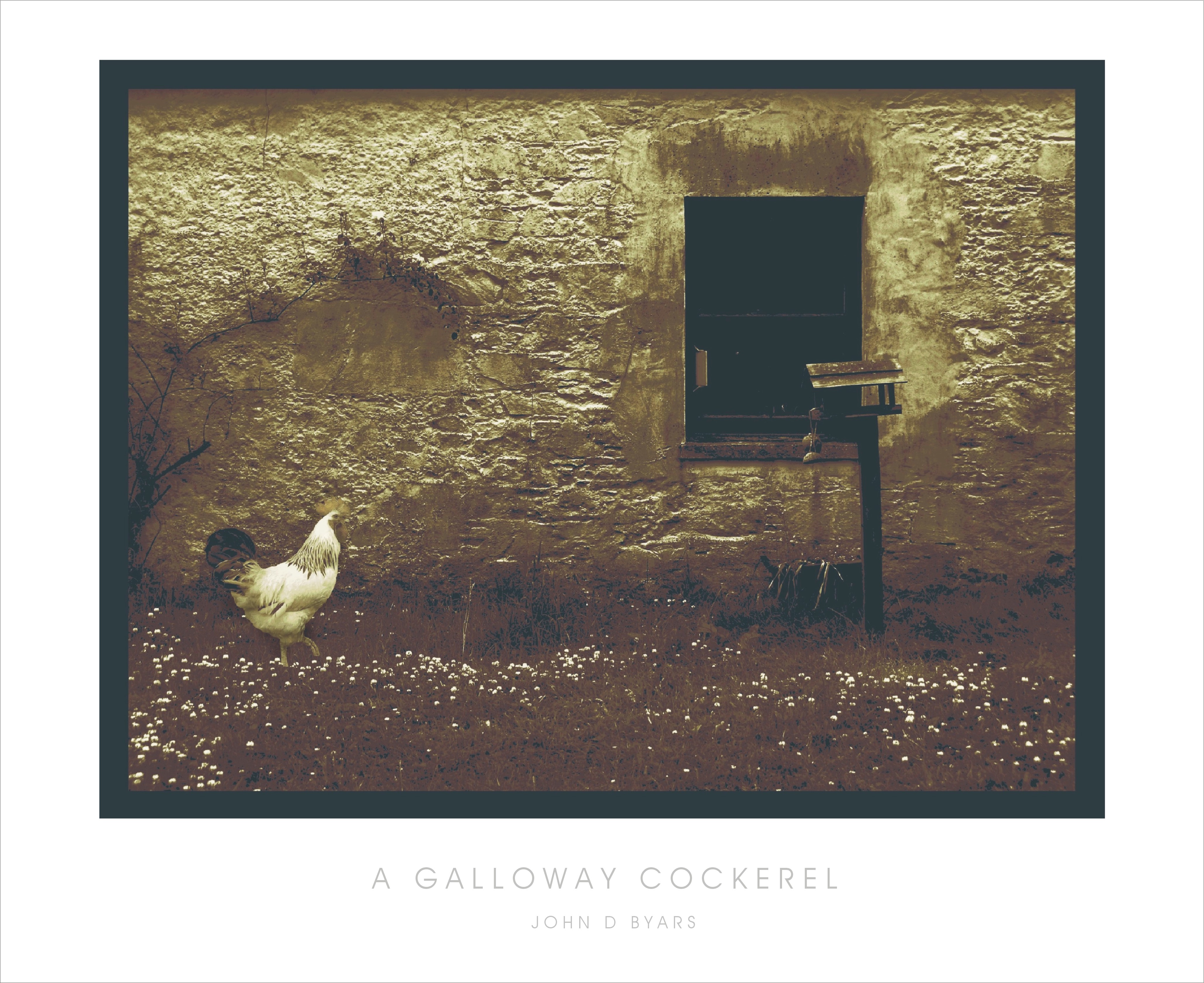 A GALLOWAY COCKEREL 2 jpeg
