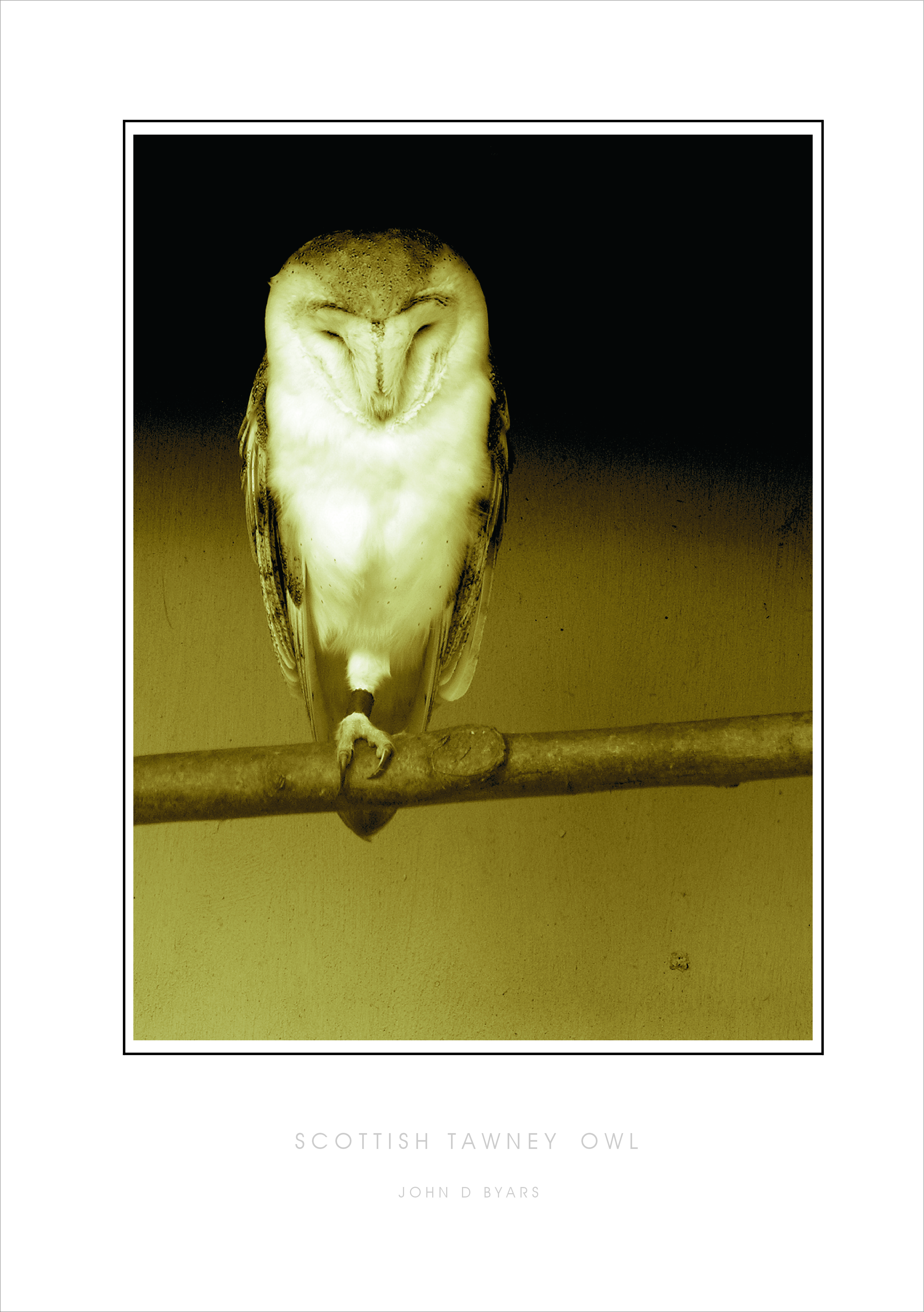 SCOTTISH TAWNEY OWL DUO1