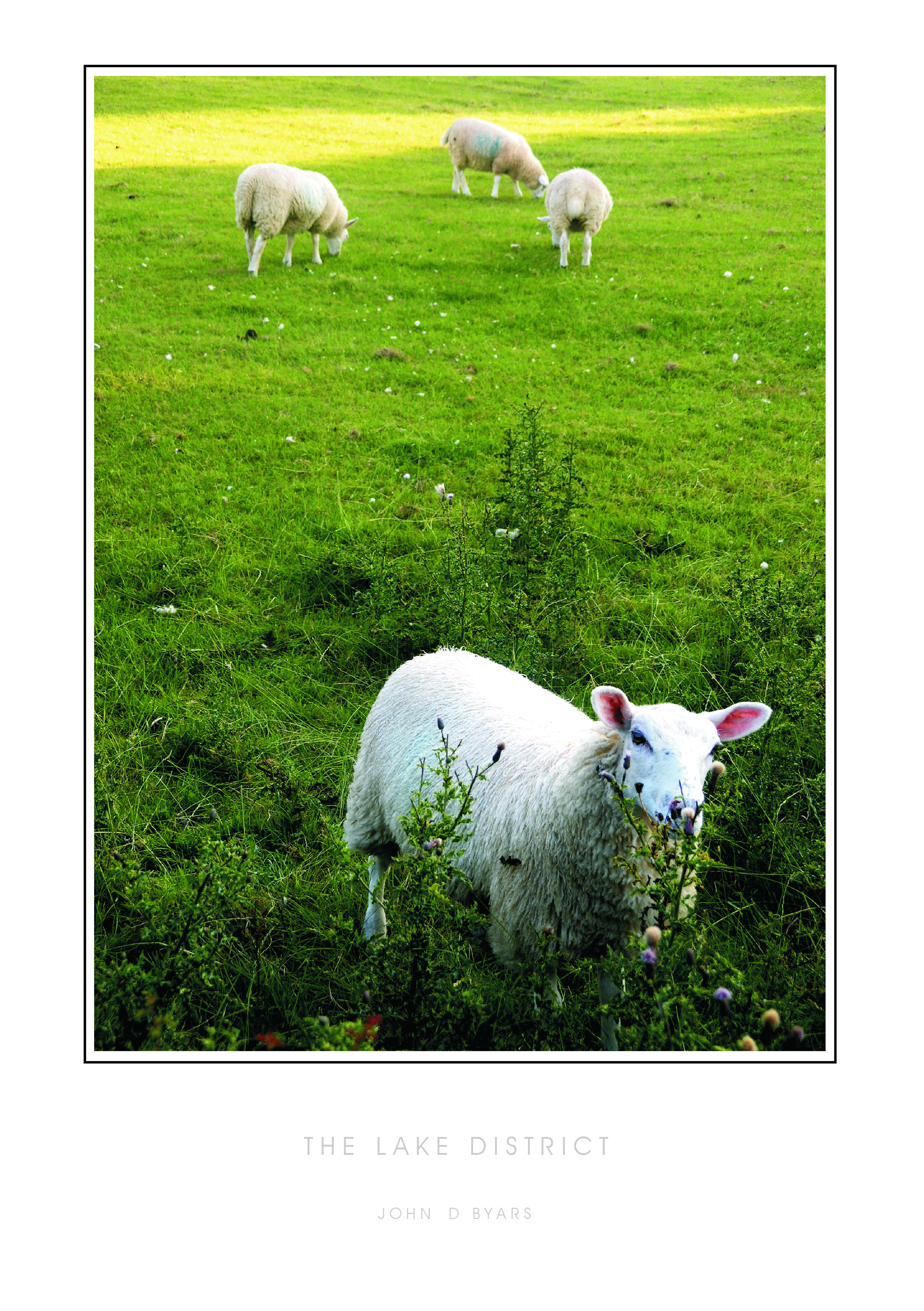 SHEEP IN THE LAKE DISTRICT