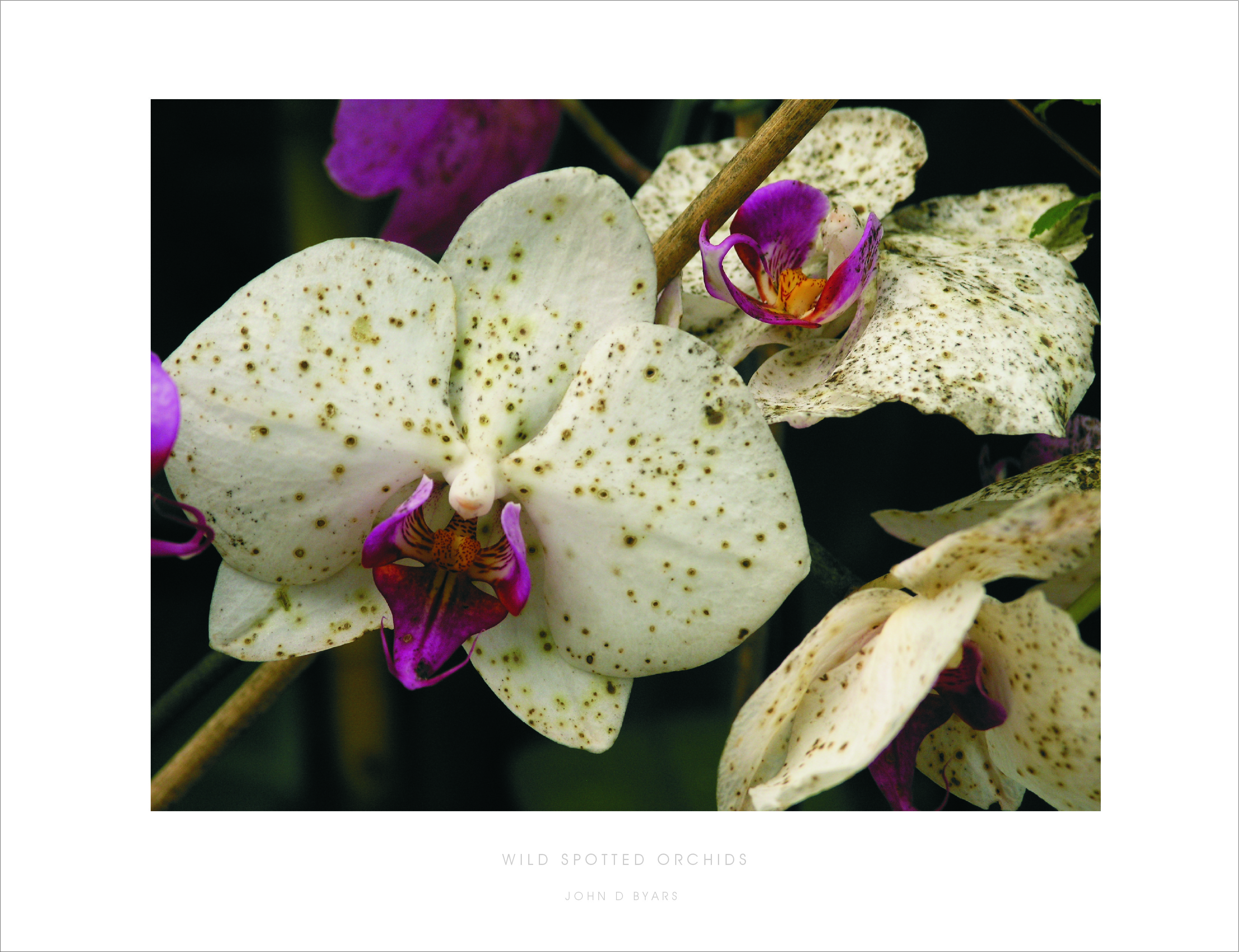 WILD SPOTTED ORCHIDS